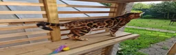 Bengal cats for stud: Bengal cat for stud, Calvin. in Peterborough - Advert 25