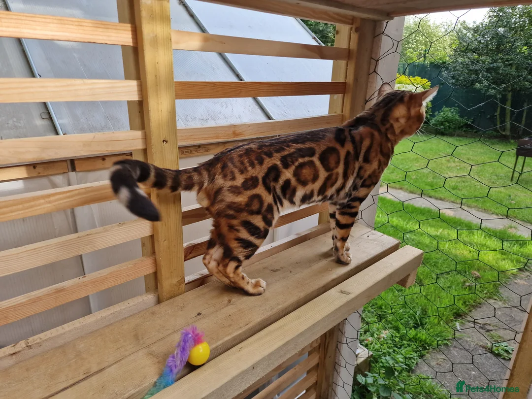 Bengal cats for stud: Bengal cat for stud, Calvin. in Peterborough - Advert 25