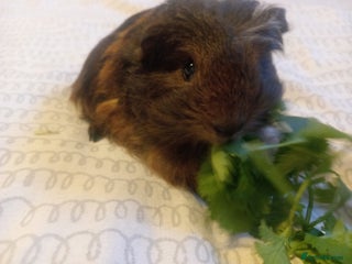 Guinea Pig rodents 3 sows - Advert 3