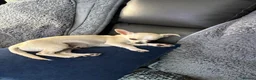 Chihuahua dogs for sale: 4 smooth coat apple head Chihuahua puppies - Advert 4