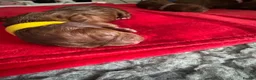 Cavalier King Charles Spaniel dogs for sale: Beautiful Cavalier King Charles Spaniel Puppies 🐶 - Advert 3
