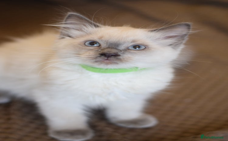 Ragdoll cats - Advert 5