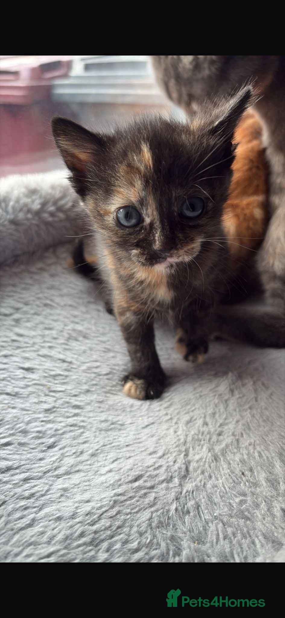 British Shorthair cats 2 Beautiful BSH Kittens (2 Females) - Advert 2