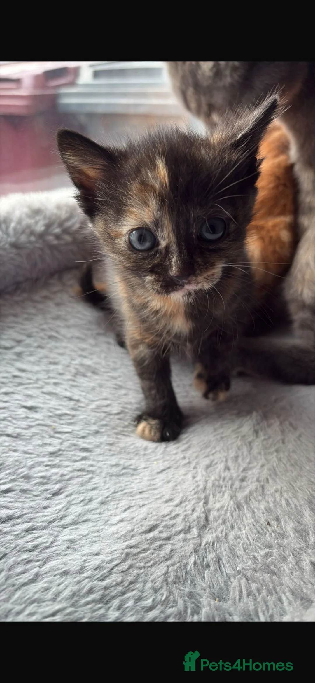 British Shorthair cats for sale: 2 Beautiful Domestic BSH Kittens (2 Females) - Advert 1