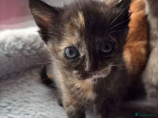 British Shorthair cats 2 Beautiful BSH Kittens (2 Females) - Advert 3