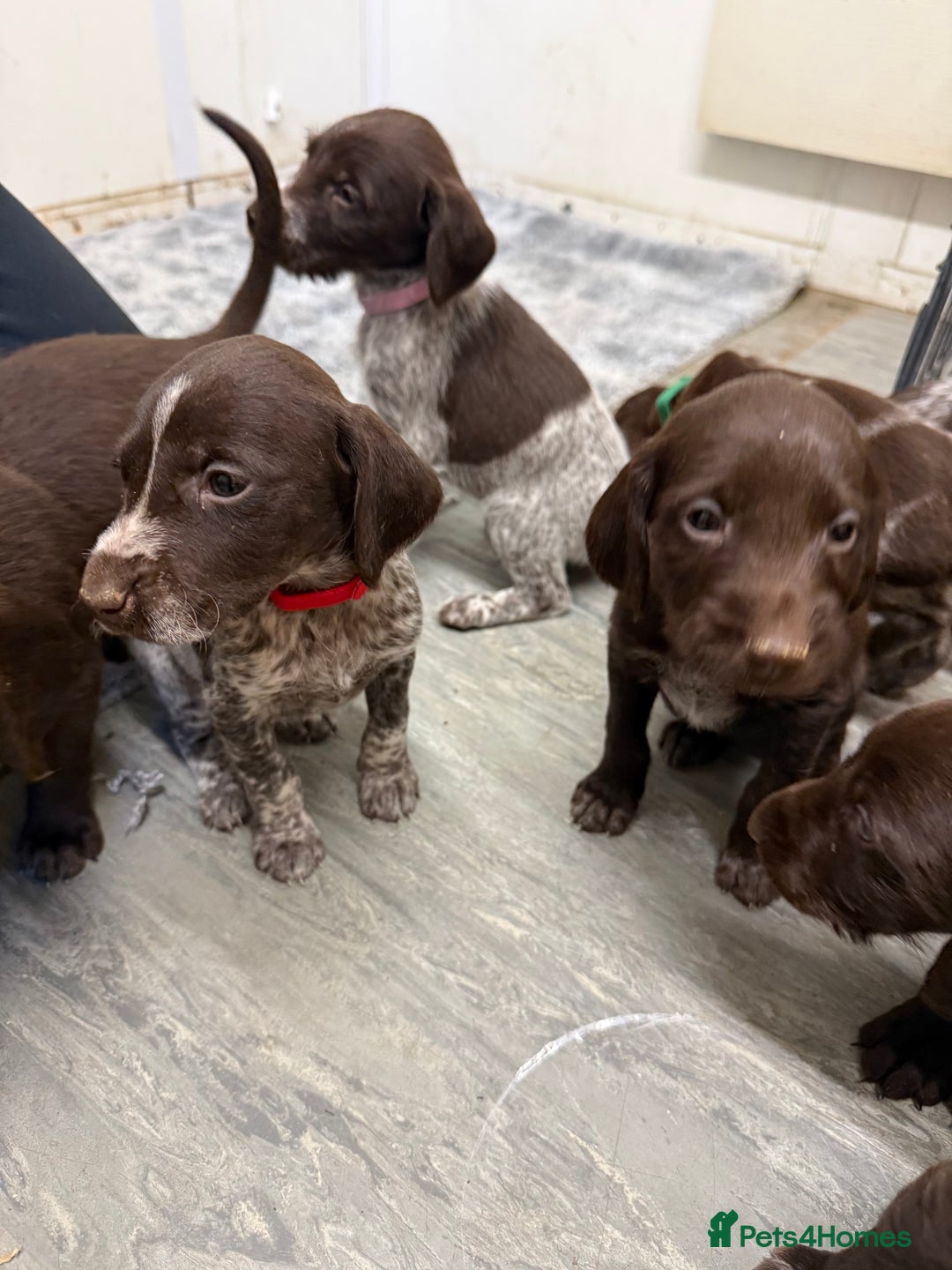 German Wirehaired Pointer dogs for sale: 11 German Wirehaired Pointer Puppys - Advert 19