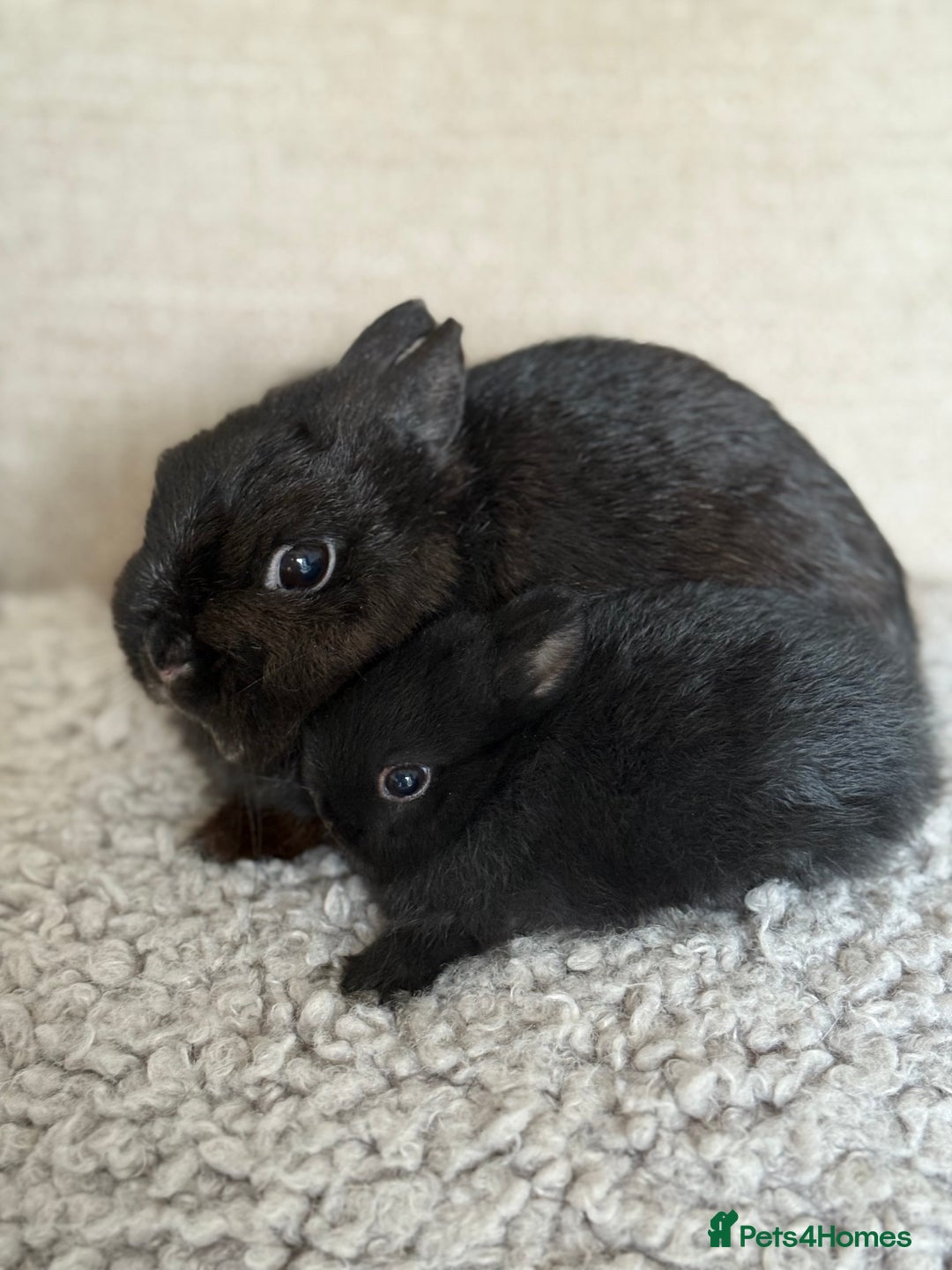 Netherland Dwarf rabbits for sale: Netherland Dwarf female black rabbit - Advert 6