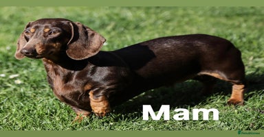Miniature Dachshund dogs - Advert 1