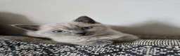 Mixed Breed cats for sale: Female kitten  - Advert 3