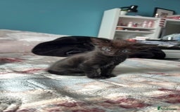 Mixed Breed cats for sale: 2 kittens! - Image 2