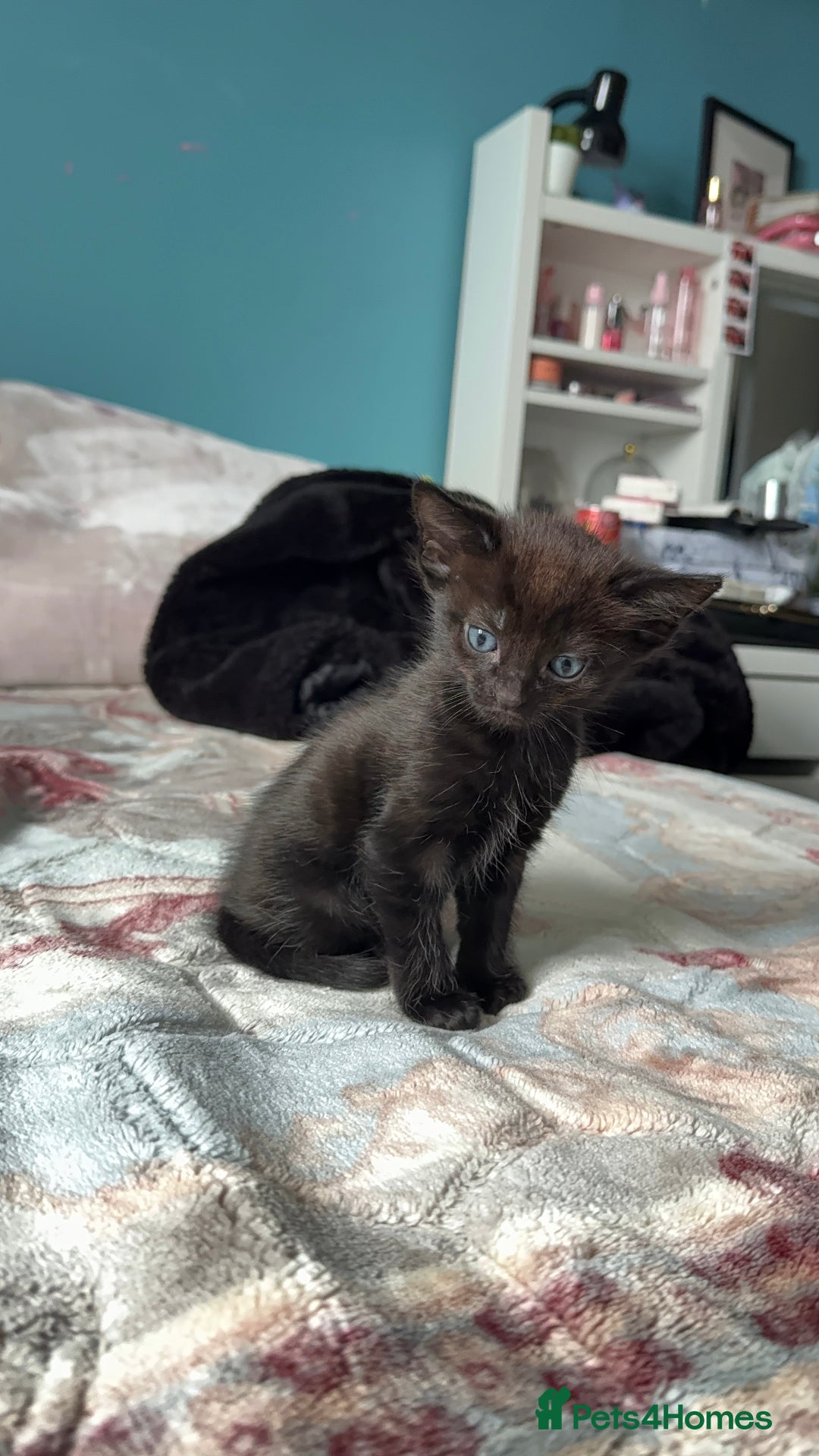 Mixed Breed cats for sale: 2 kittens! - Image 2