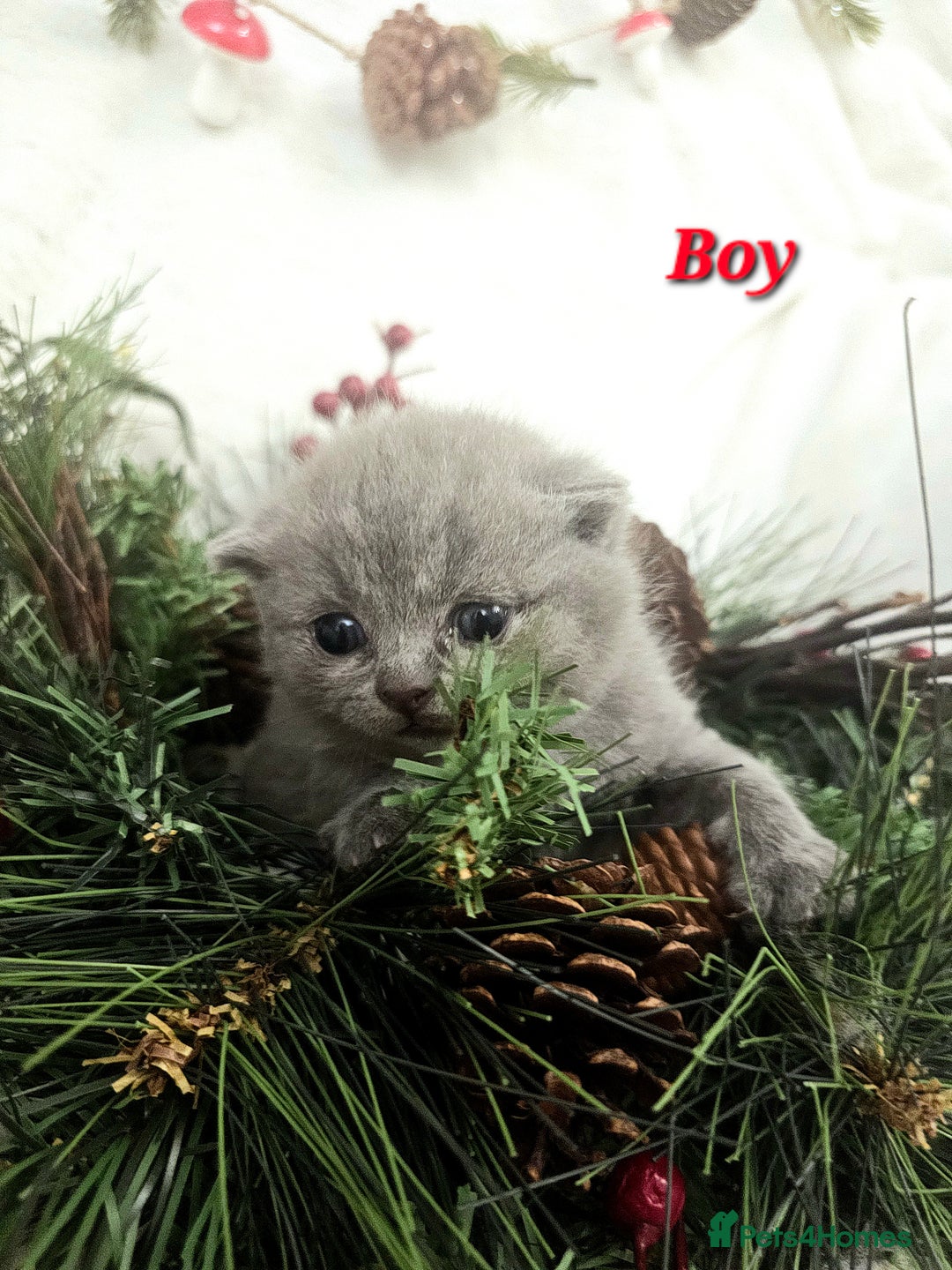 British Shorthair cats for sale: Beautiful British Shorthair Kittens for Sale - Advert 3