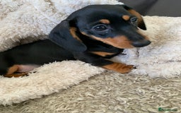 Dachshund dogs for sale: Miniature dachshund’s puppies  - Image 5