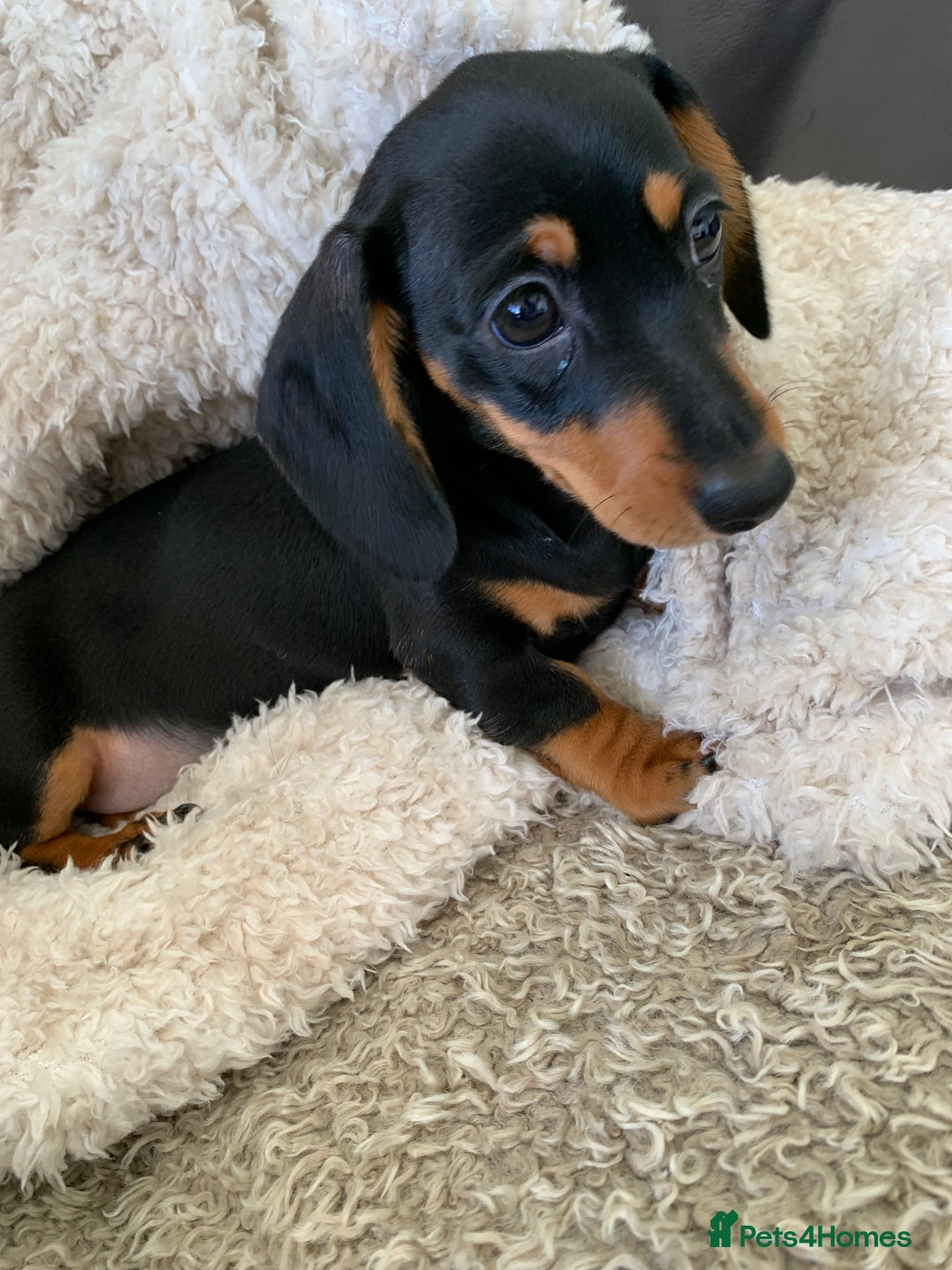 Dachshund dogs for sale: Miniature dachshund’s puppies  - Image 5