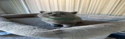 British Shorthair cats for sale: Full Pedigree British Blue Shorthair Kittens - Advert 10