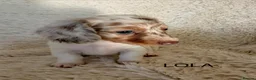 Miniature Dachshund dogs for sale: 3 available long haired miniature dachshund  - Advert 33