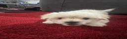 Morkie dogs for sale: 3 morkie puppies  - Advert 18