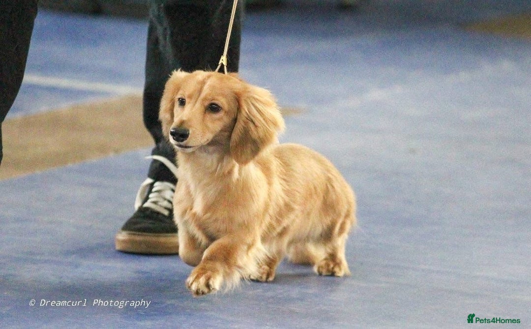 Miniature Dachshund dogs for sale: Shaded cream miniature long haired dachshund  - Image 1