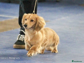 Miniature Dachshund dogs for sale - Advert 1