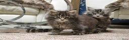 Maine Coon cats for sale: MAINE COON KITTENS - Advert 10