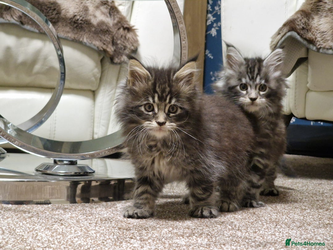 Maine Coon cats for sale: MAINE COON KITTENS - Advert 10