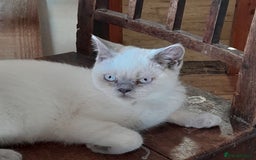 British Shorthair cats for sale: BSH Lilac Colourpoint Kitten - 1 left in Clacton-on-Sea - Image 8