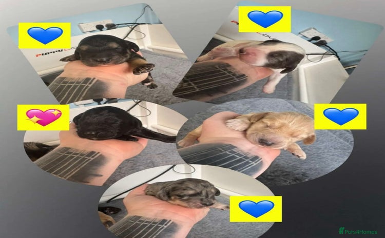 Cockapoo dogs - Advert 7
