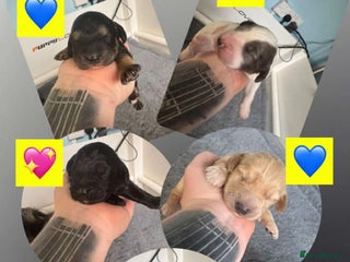 Cockapoo dogs - Advert 16