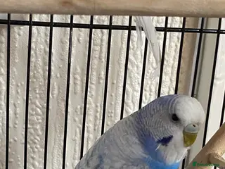 Budgerigars birds Pair of bonded budgies - Advert 3