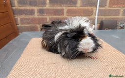 Guinea Pig rodents for sale: Longhaired Guinea Pigs- 2 sows, 1 boar - Image 3
