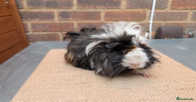 Guinea Pig rodents - Advert 4