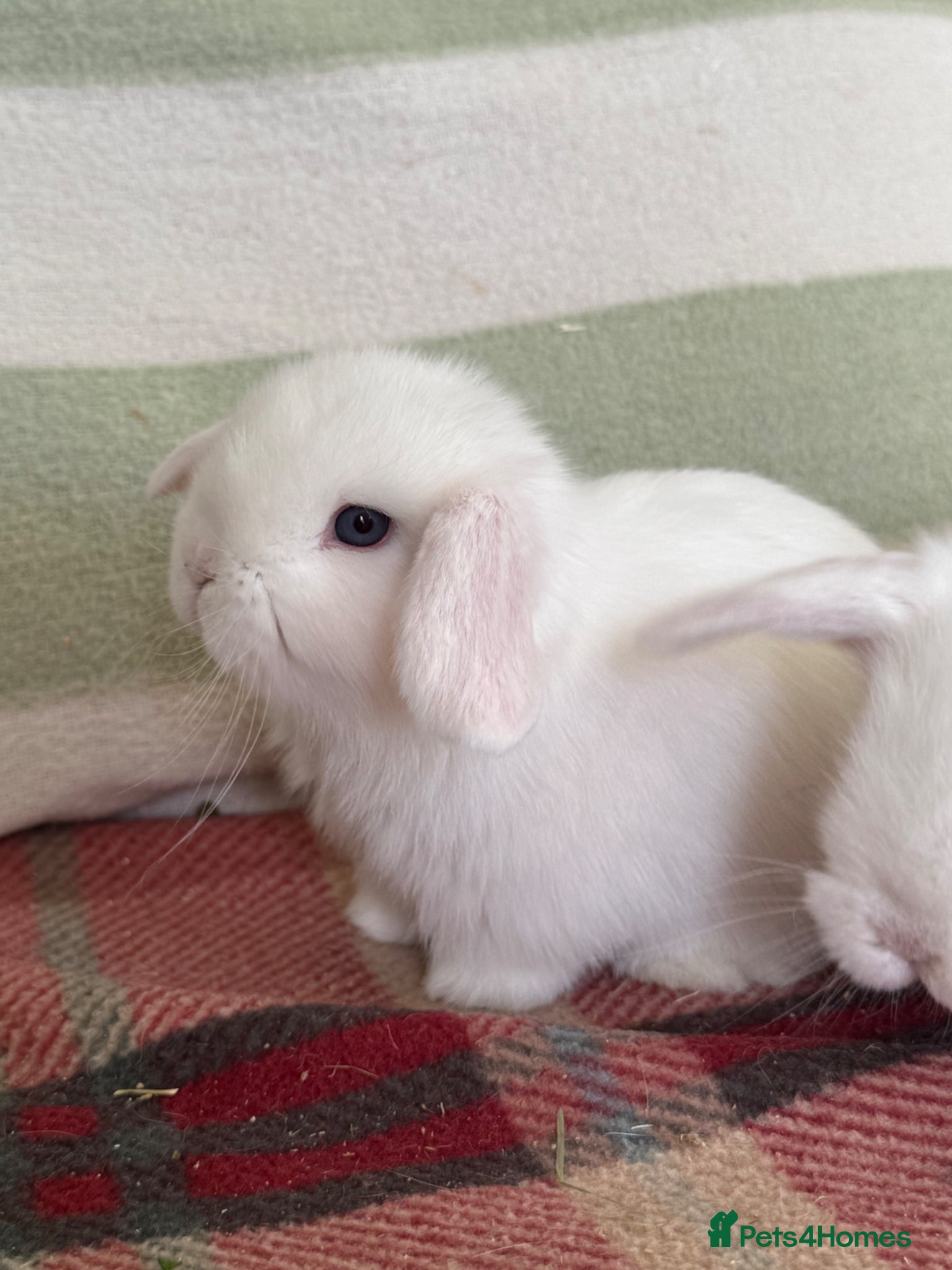 Mini Lop rabbits Beautiful, friendly *vaccinated* lop bunnies - Advert 2