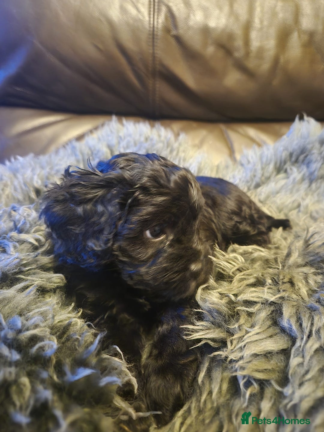 Mixed Breed dogs for sale: Mixed-breed  - Advert 25