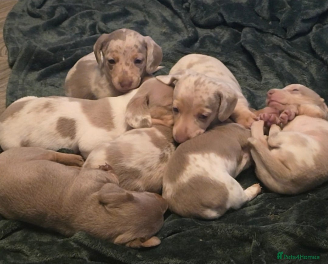 Dachshund dogs Minature short haired Daschund babies - Advert 11