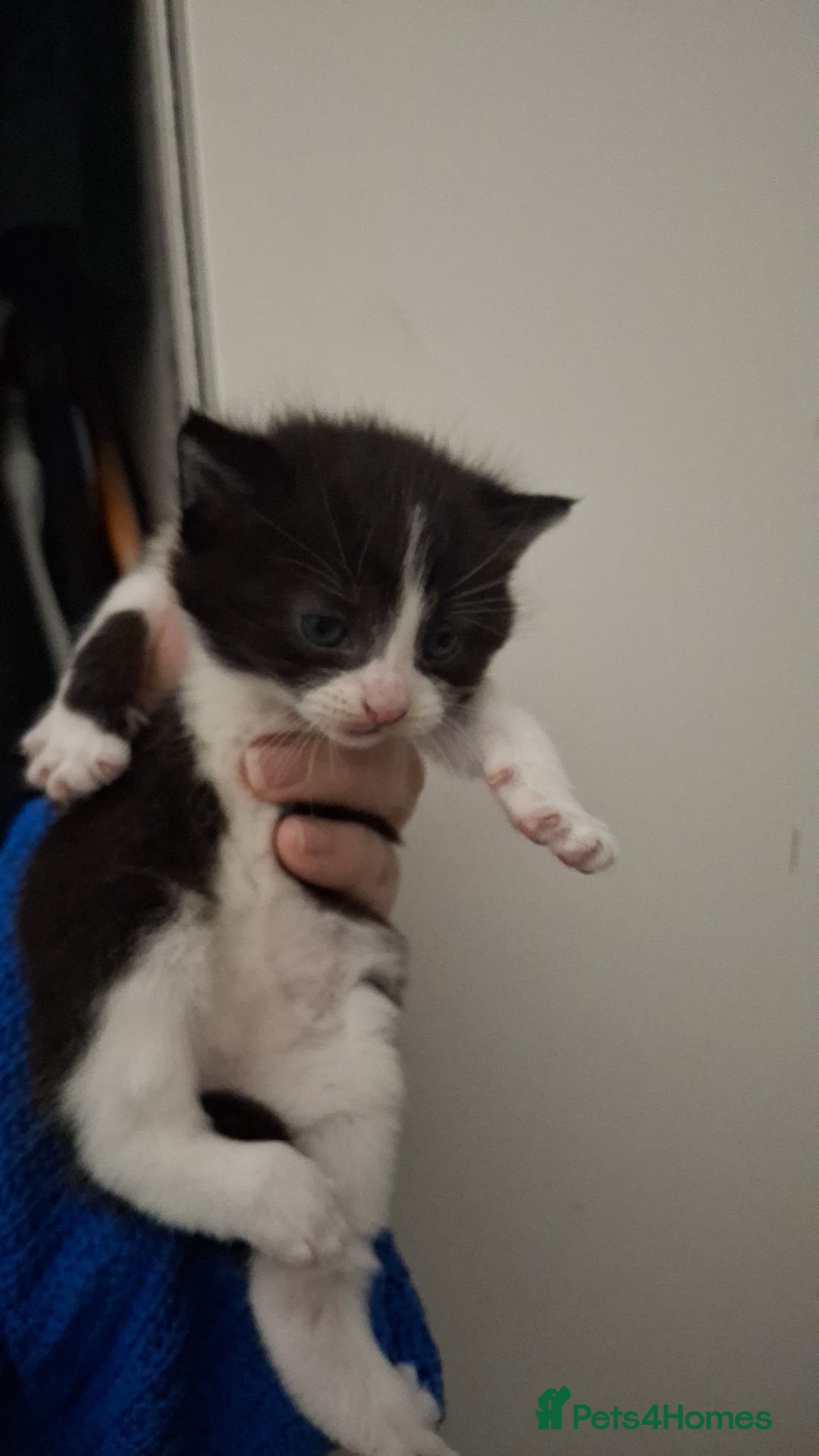 Asian cats for sale: Black and white kittens - Advert 4