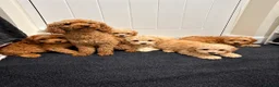 Maltipoo dogs for sale: 6 GORGEOUS ASIAN EXTRA TOY MALTIPOO PUPPIES! 👻🐾 - Advert 4