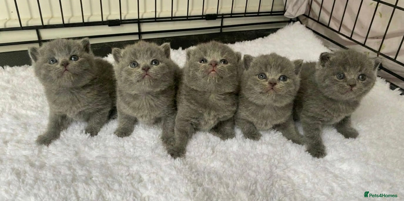 British Shorthair cats for sale: Beautiful British Blues  - Advert 2