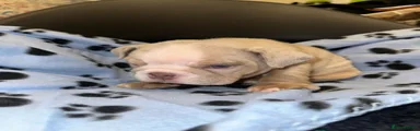 English Bulldog 1