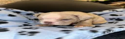 English Bulldog dogs for sale: English Bulldog Puppies for Sale – 2 Girls & 1 Boy in London - Advert 5
