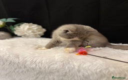 British Shorthair cats for sale: 💗 Gorgeous Full Pedigree BSH Trusted Breeder 💗 - Image 18