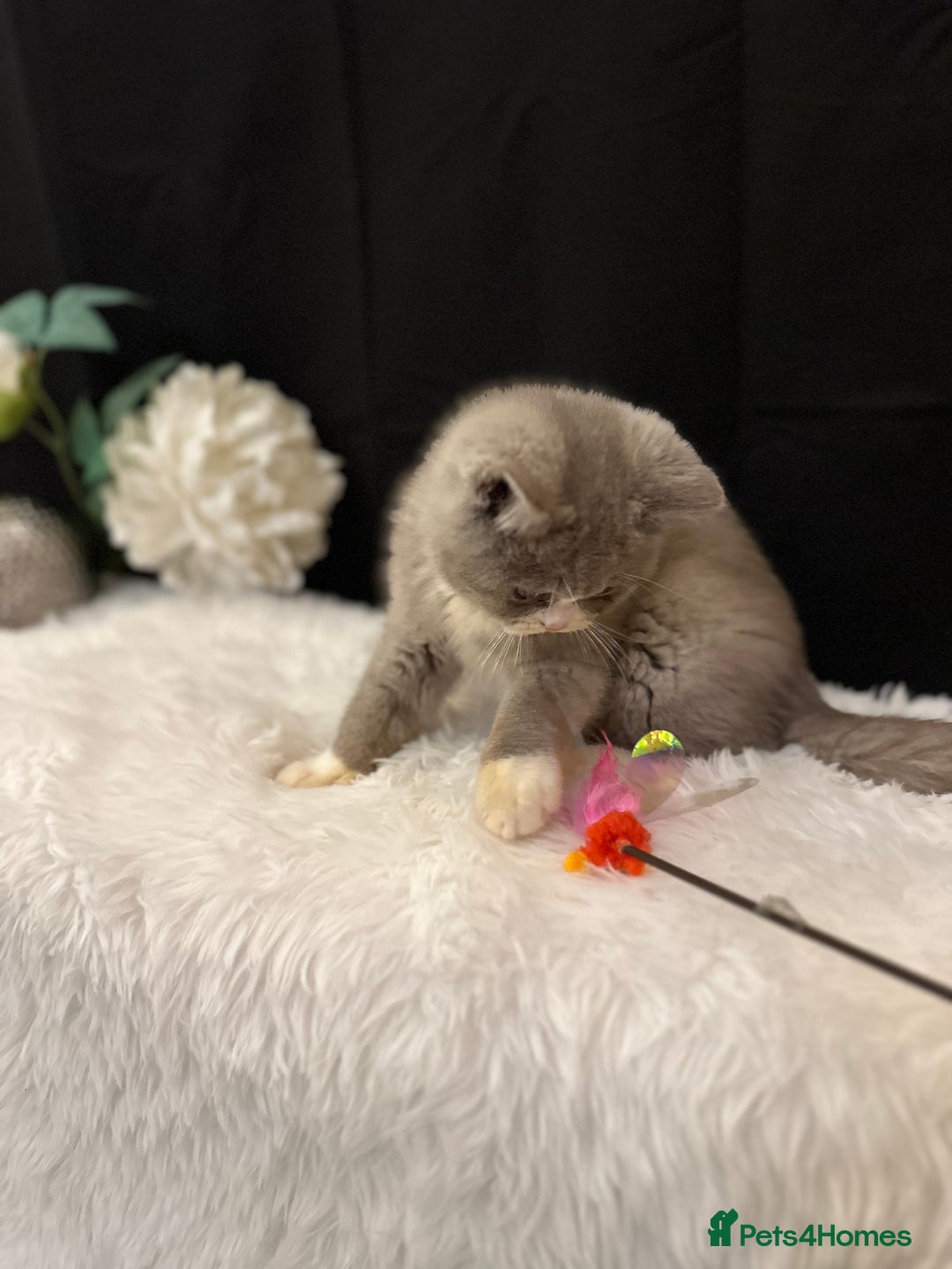 British Shorthair cats for sale: 💗 Gorgeous Full Pedigree BSH Trusted Breeder 💗 - Image 18