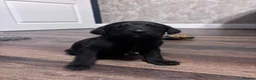 Mixed Breed dogs for sale: 5 black lab puppies waiting on forever homes - Advert 5