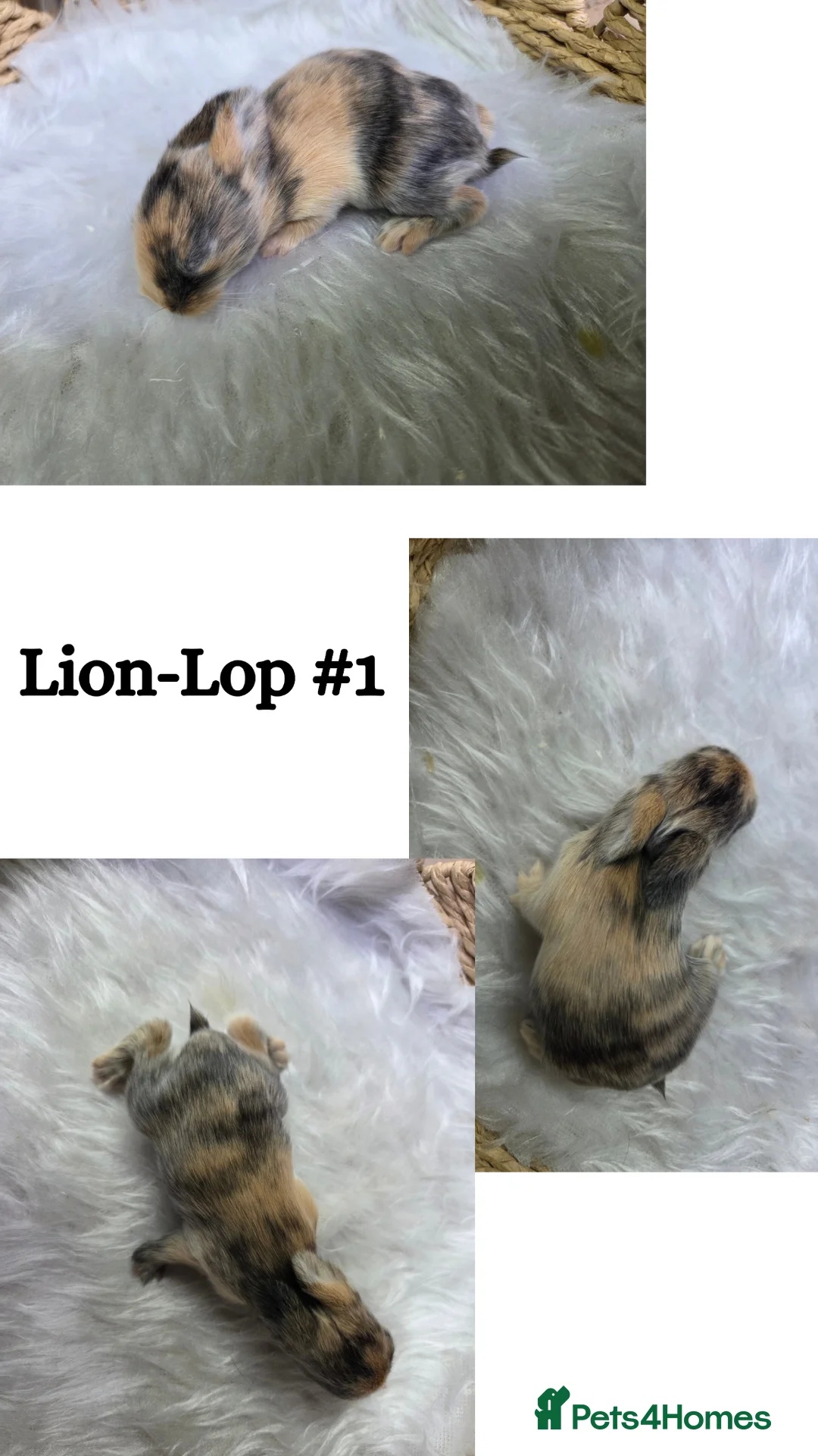 Mixed Breed rabbits for sale: Litter of Lion-Lops - born 09.05.26 - Advert 2