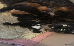 Maine Coon cats for sale: Maine coon babies - Advert 2