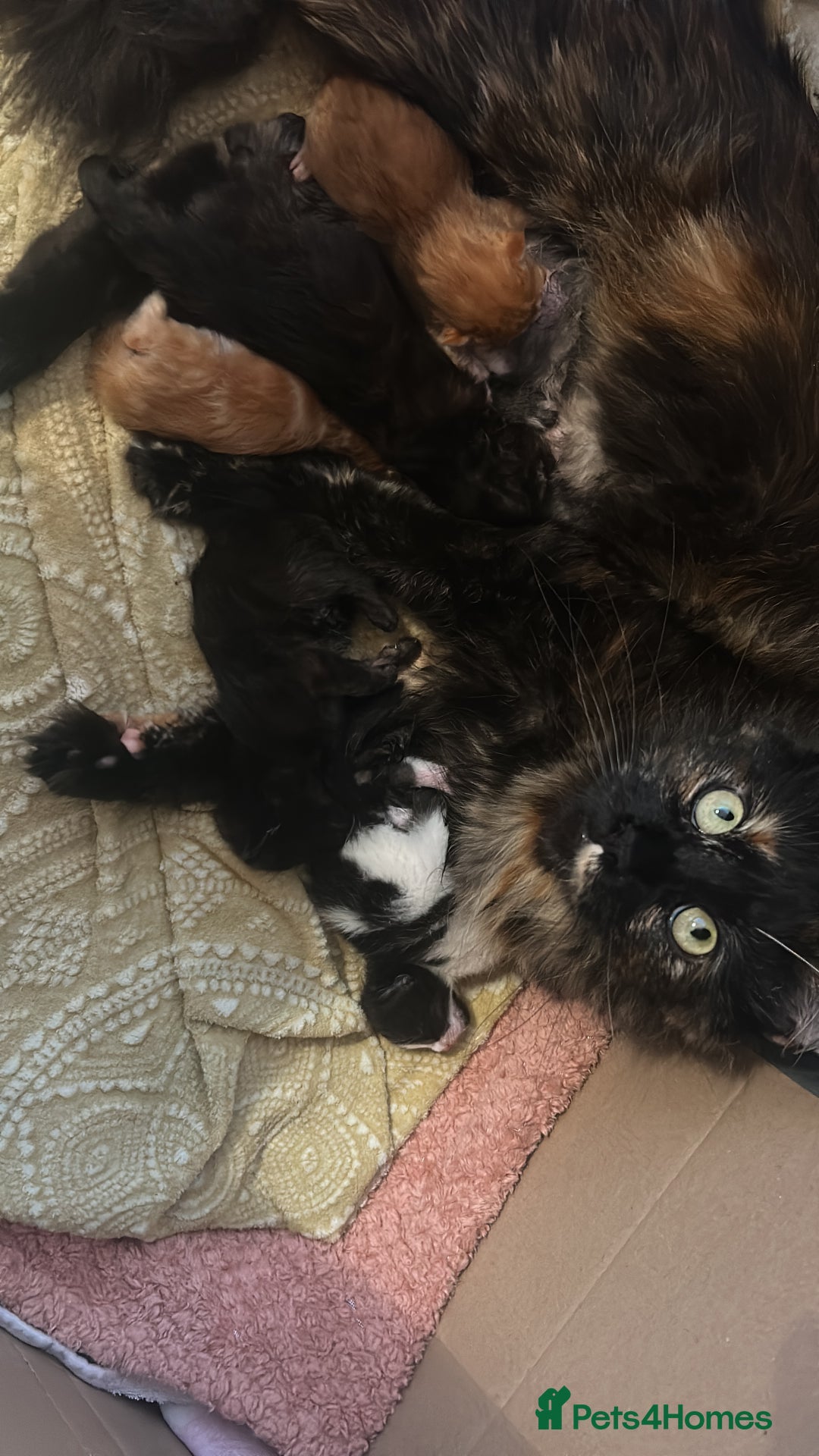 Maine Coon cats for sale: Maine coon babies - Advert 2
