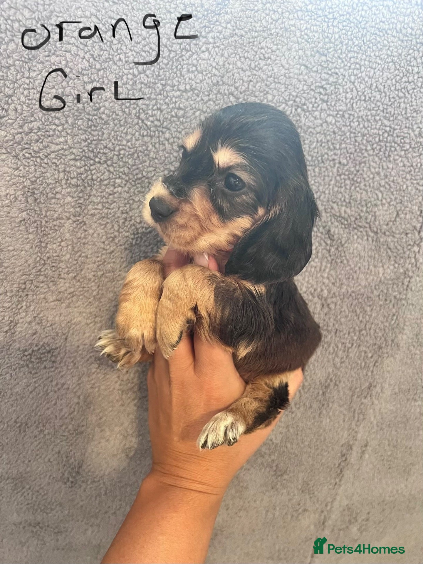 Cocker Spaniel dogs One girl available 🐶 Show type cocker spaniels - Advert 2