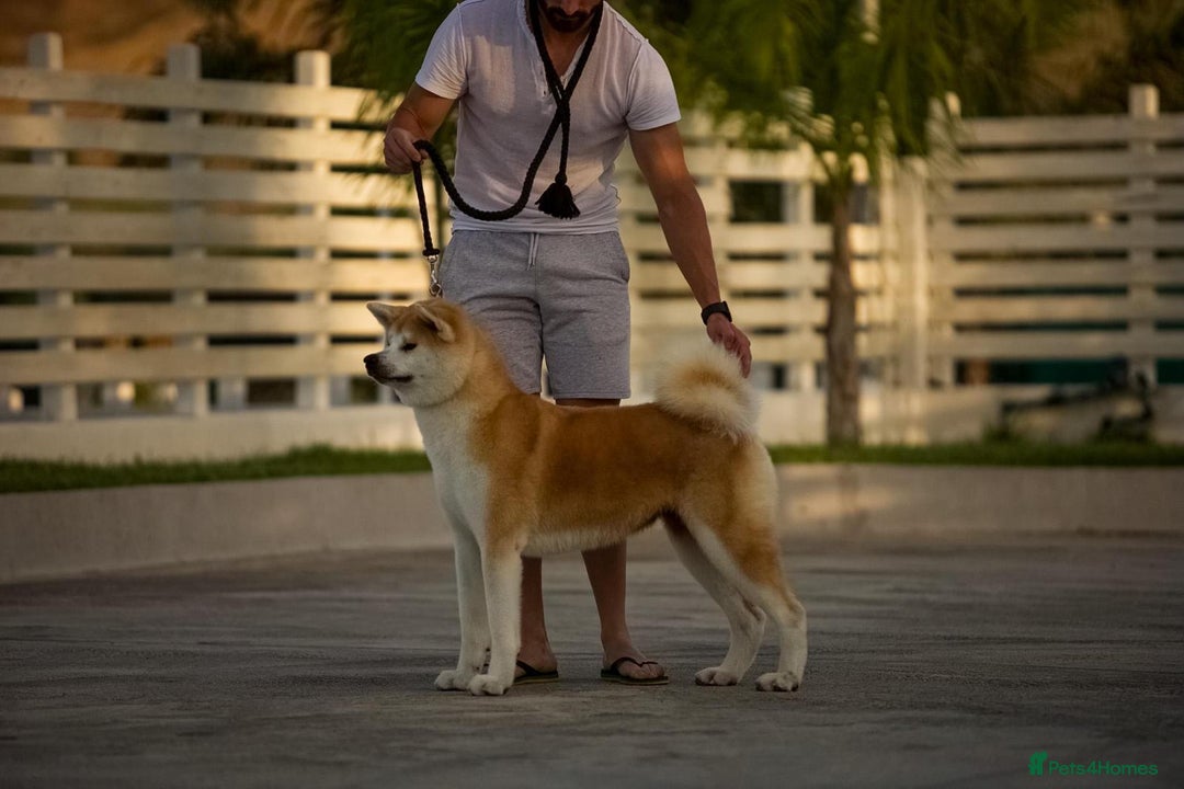 Japanese Akita Inu dogs for sale: Stunning Japanese Akita Inu - Image 3