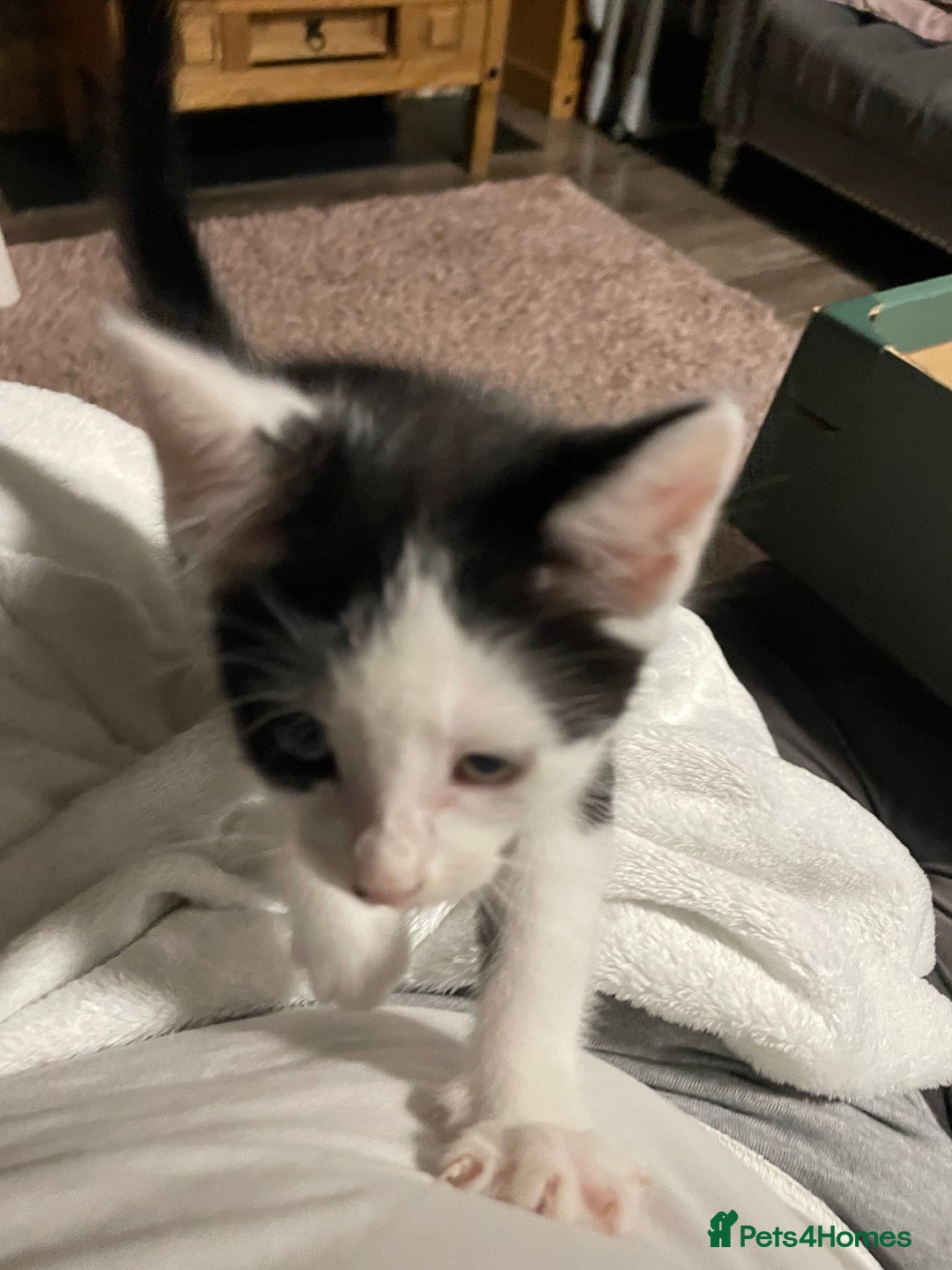 Mixed Breed cats for sale: Mixed Breed Male Kitten - Image 6