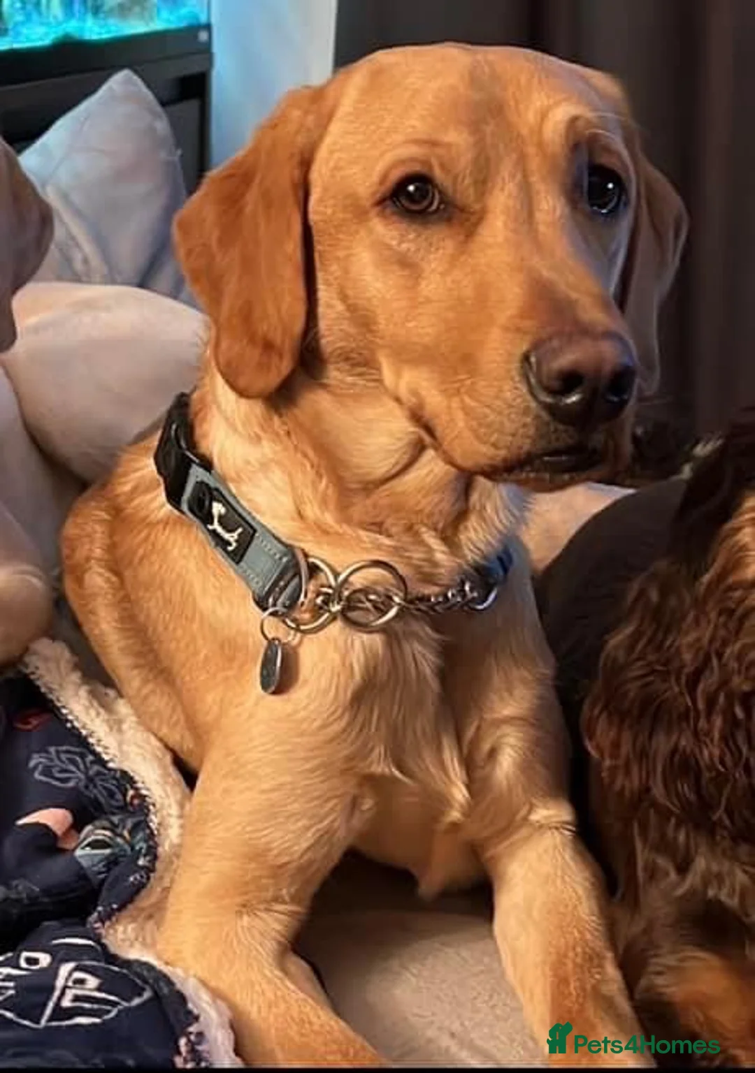 Labrador Retriever dogs for stud: PROVEN, KC REG,HEALTH TESTED LABRADOR FOR STUD in Havant - Advert 28