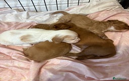 Cavapoo dogs for sale: Cavapoos - Image 3